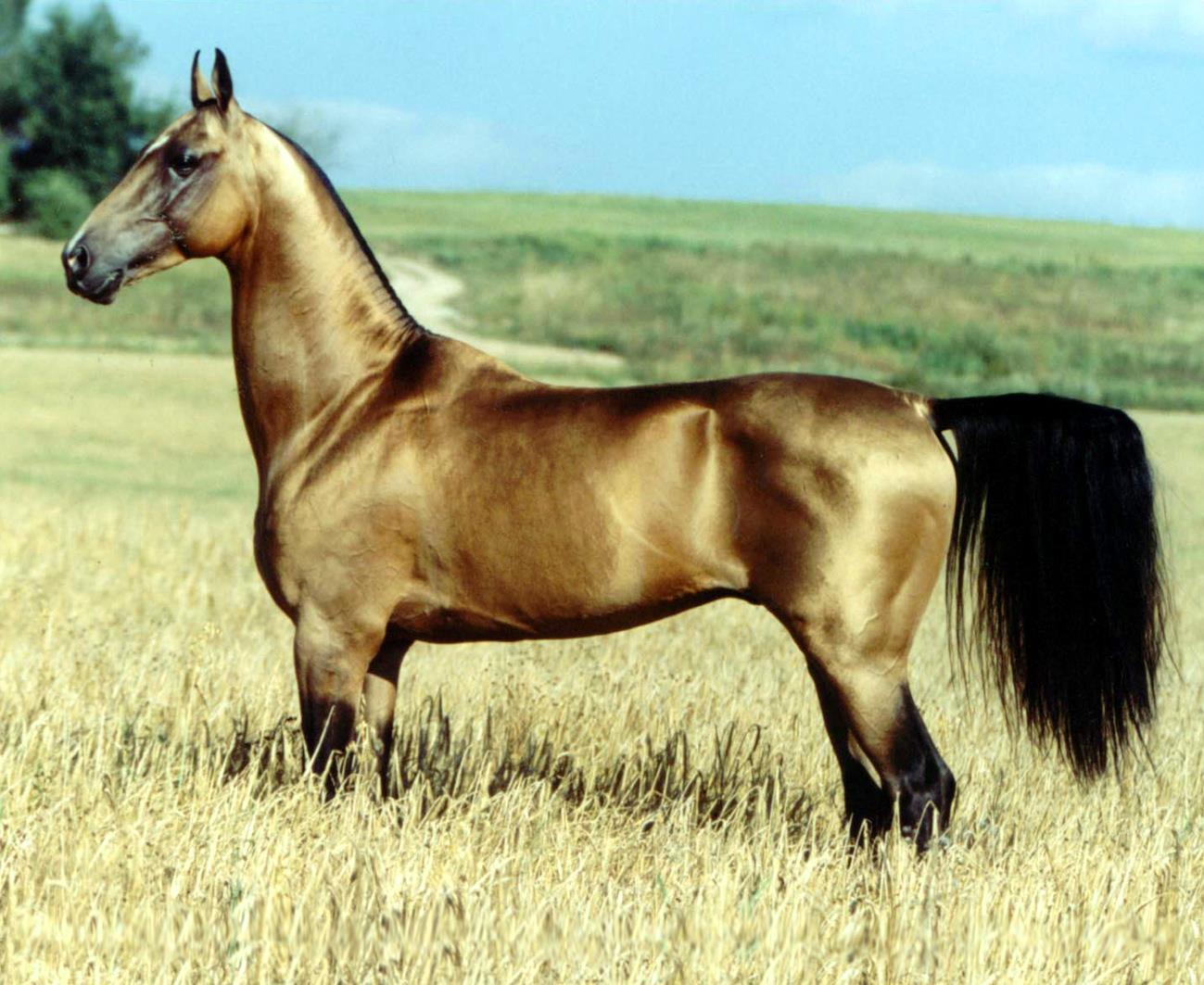 Akhal-Teke Turkmenistan Sale